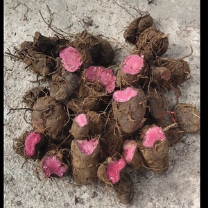 草河车深山野生药材拳参紫参草血竭虾参红蚤休化骨莲500g整个干货