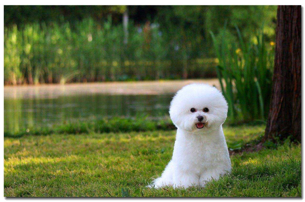 狗狗指南:小型宠物犬一览(常见的) - 宠物 - 布条百科