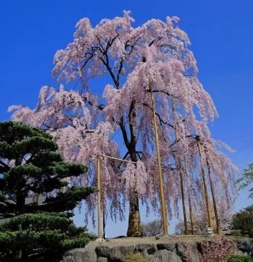 高分枝垂枝樱樱花(原生苗)