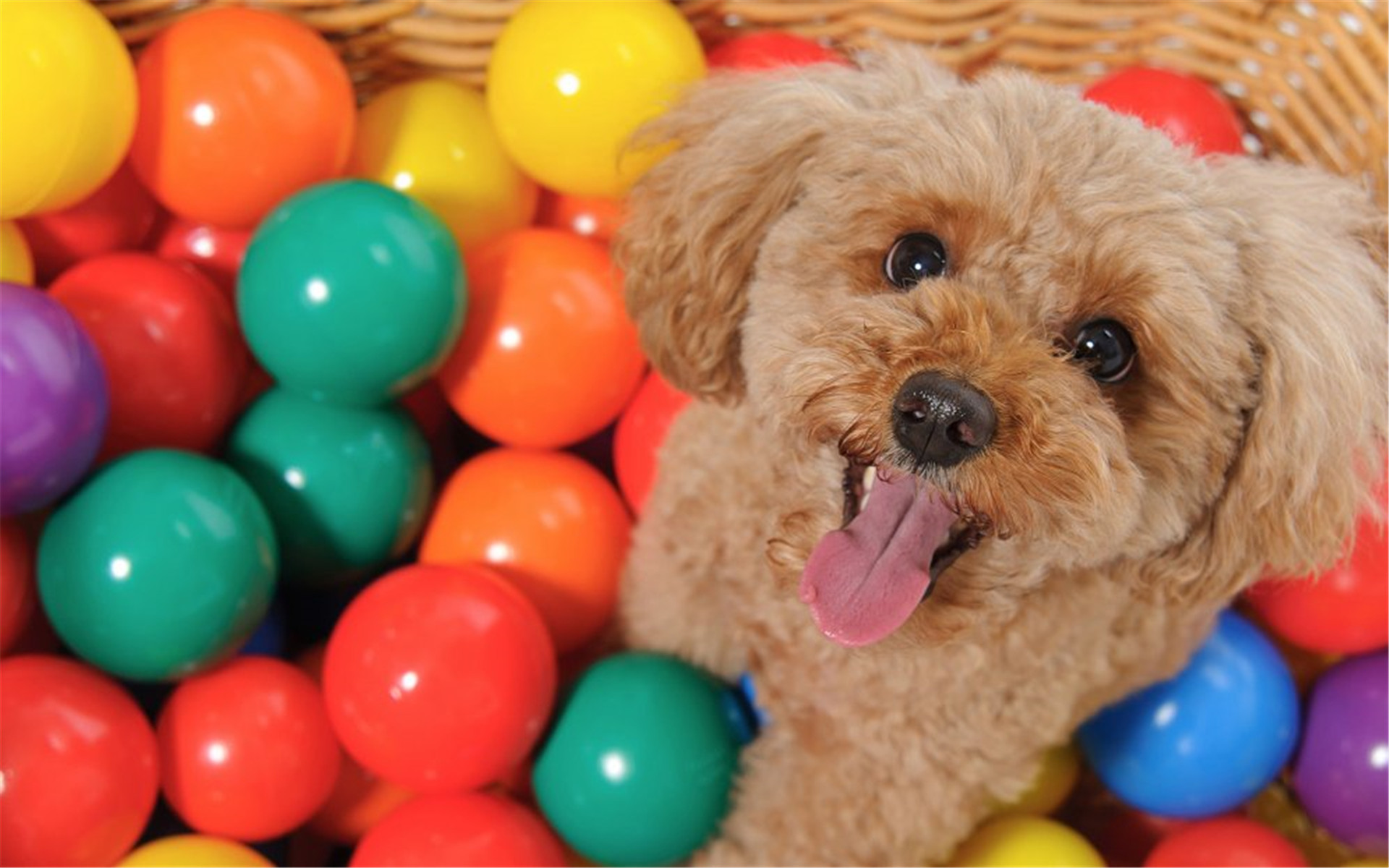 治愈系精选高清电脑桌面壁纸下载高清大图预览1920x1200_动物壁纸下载