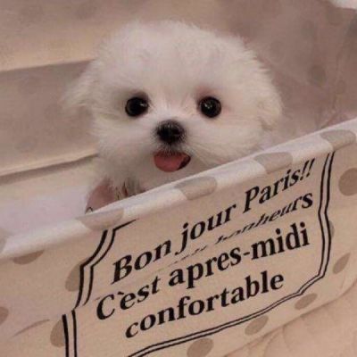 修狗~_微信头像_我要个性网