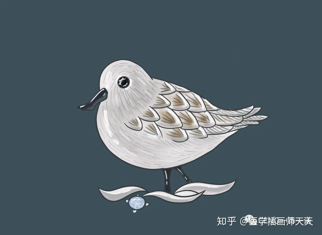 珠宝设计 x 生物医学插画 · 物种保育 | hi,来认识极危萌鸟勺嘴鹬