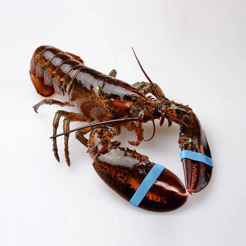 澳洲波士顿大龙龙虾鲜活波斯顿波龙澳龙青龙15斤冻虾