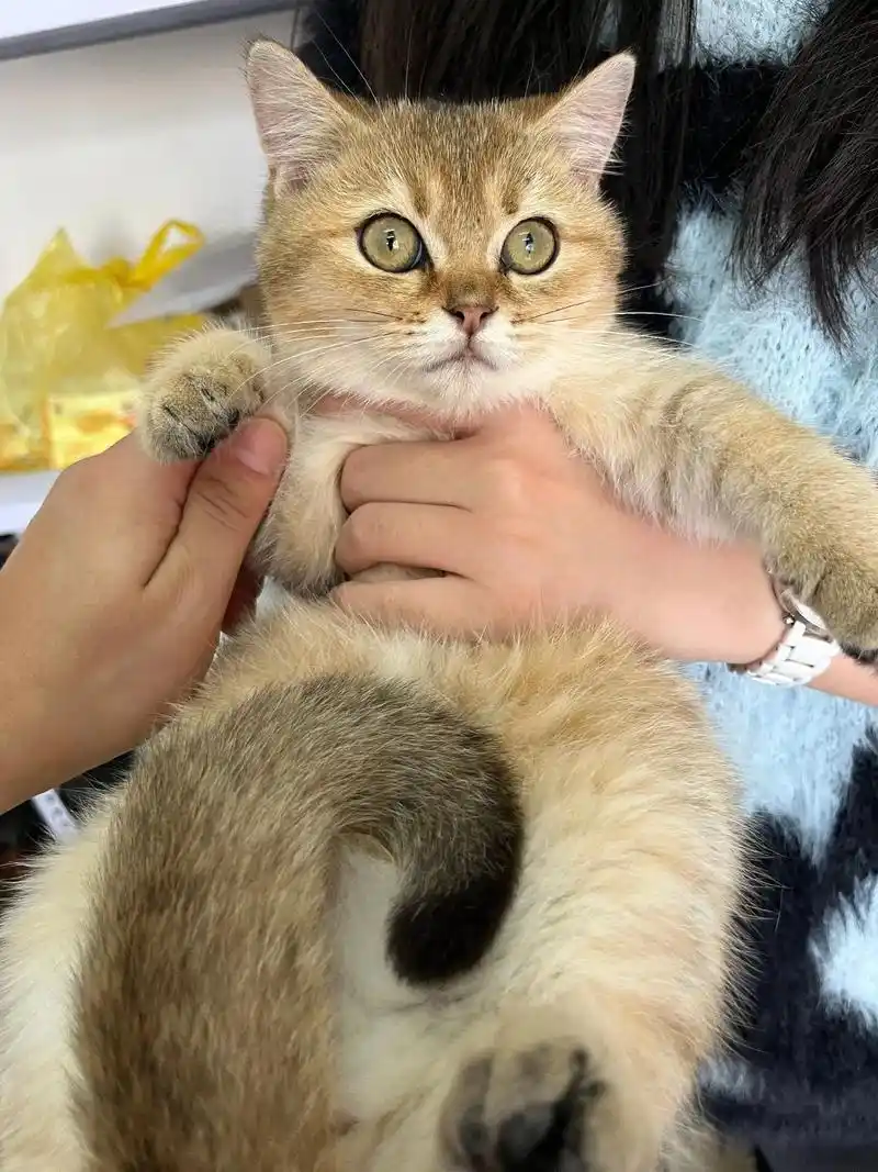 精品金渐层宝宝喜欢研究色号的砖家请勿扰