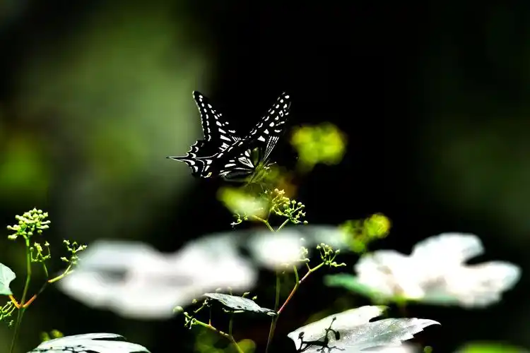 意境摄影——花之蝶 蝶之美