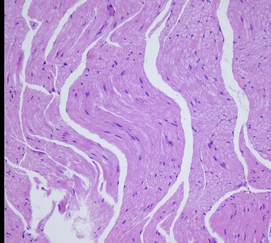 外包服务之he染色及各类样本取材  - 抖音