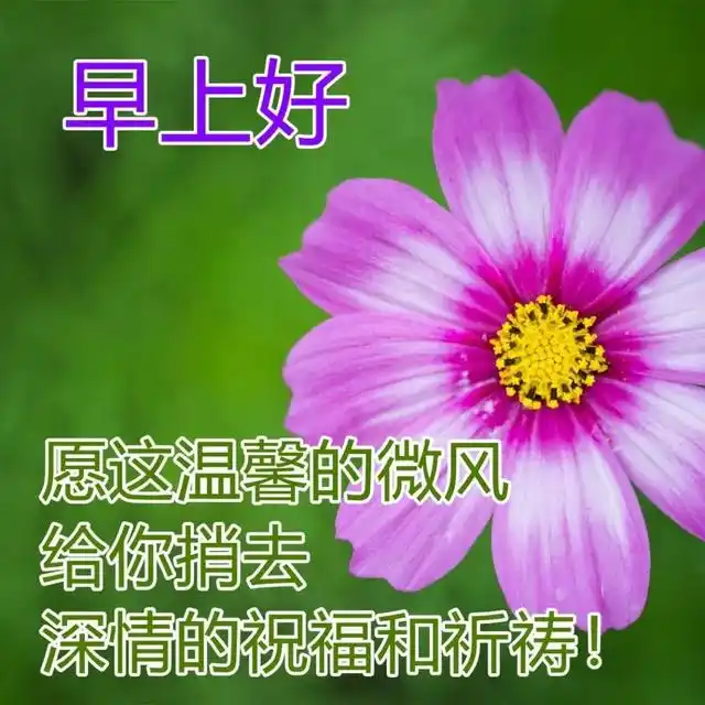 春季早晨最美的鲜花图片问候早上好鲜花表情图片