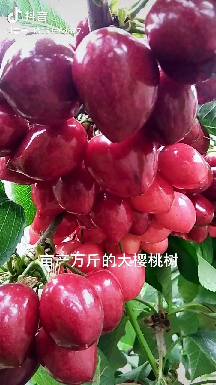沙王大樱桃大果可达179克硬度好肥厚多汁口味好风味浓郁品质佳矮化