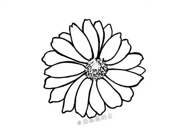 小雏菊简笔画 小雏菊简笔画手绘