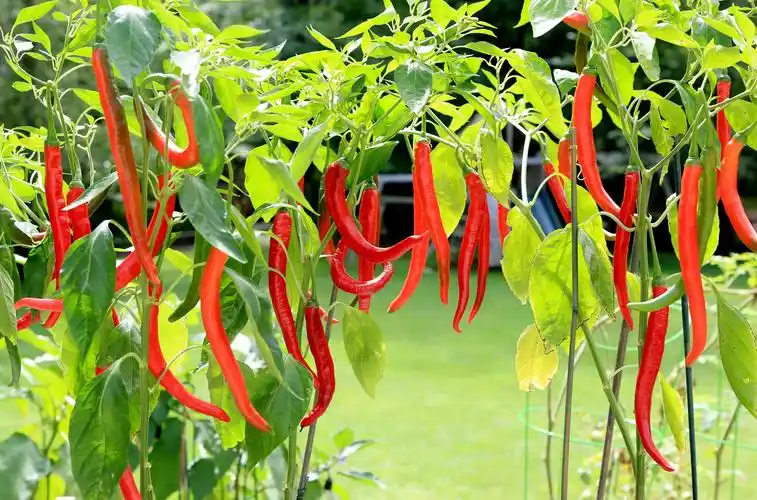 辣椒丰收的季节 - 美篇