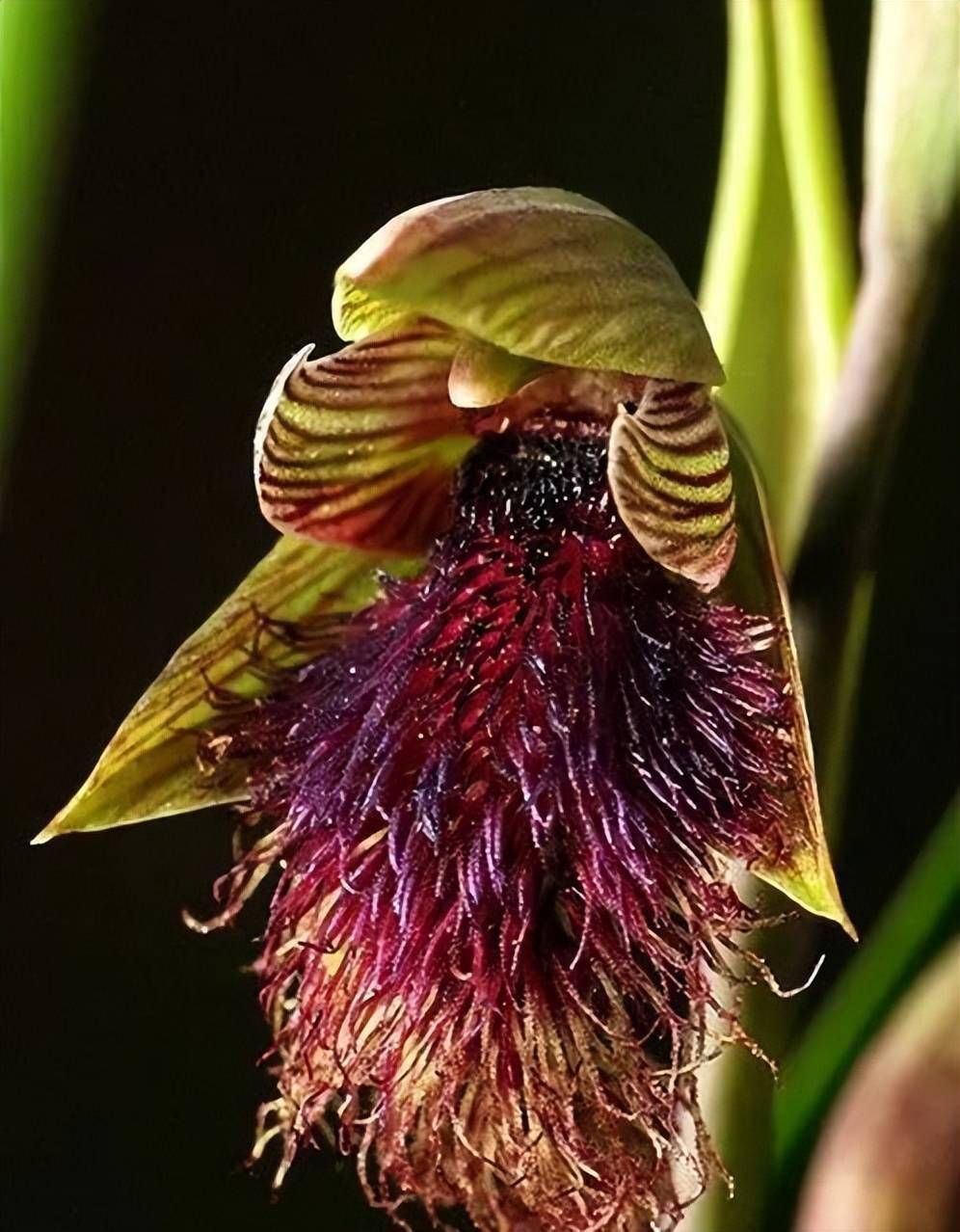 36种奇花欣赏_兰花_百合_喜马拉雅