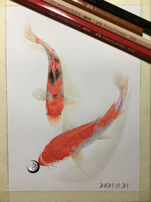 彩铅临摹锦鲤