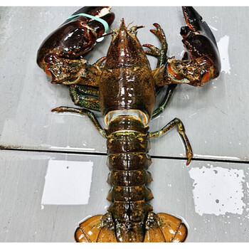 700-800g/只 大龙虾两只