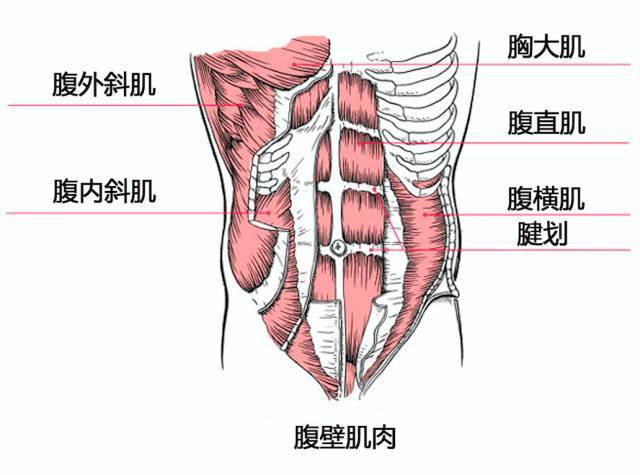 研究人员stuart mcgill博士认为"核心由腰椎,腹壁肌肉,后侧伸肌及腰方