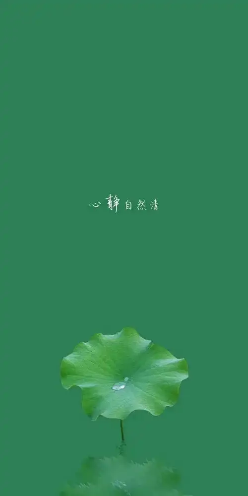 清新绿色护眼荷花壁纸