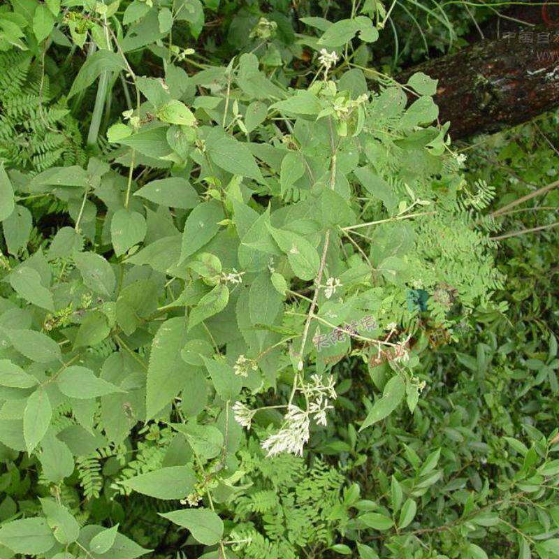 新鲜华泽兰广东土牛膝大泽兰多须公六月雪根华泽兰根500克包邮