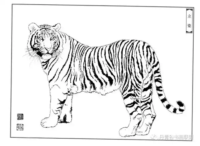 老虎白描图谱