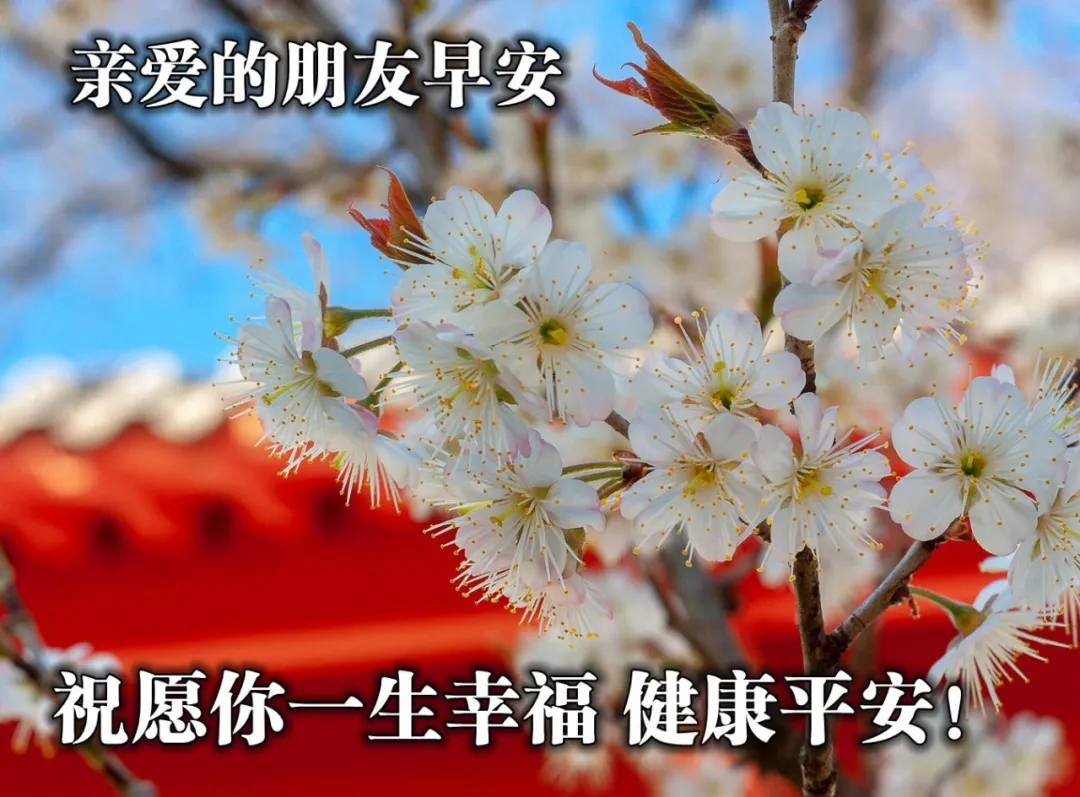 春天早上好问候祝福语带图片早晨问候早安唯美简短句子表情包