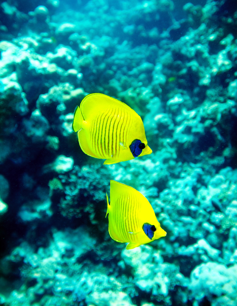 珊瑚鱼在水中的组.