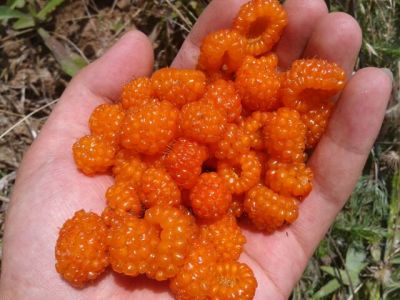 一种植物果实橙黄色圆形上面有很多小颗粒组成吃起来很甜在西北生长