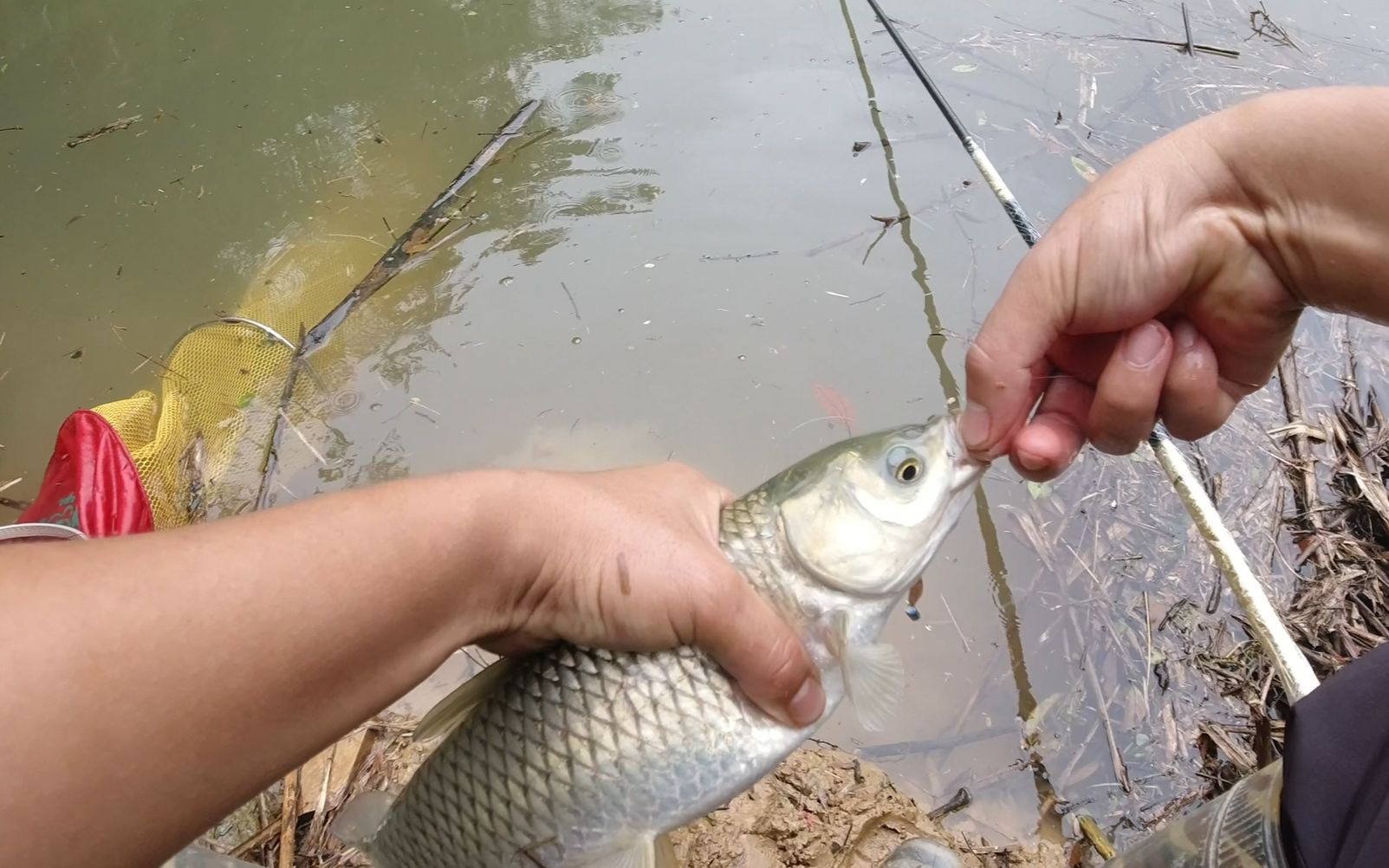 户外挑战野钓第1天,草鱼鲫鱼狂拉不断,来这钓鱼真的会上瘾