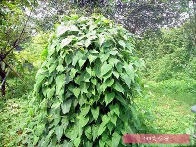 【夜交藤】_夜交藤的副作用_功效与作用