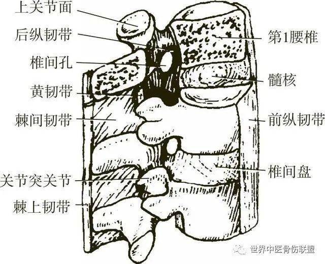 棘间韧带损伤_手机搜狐网