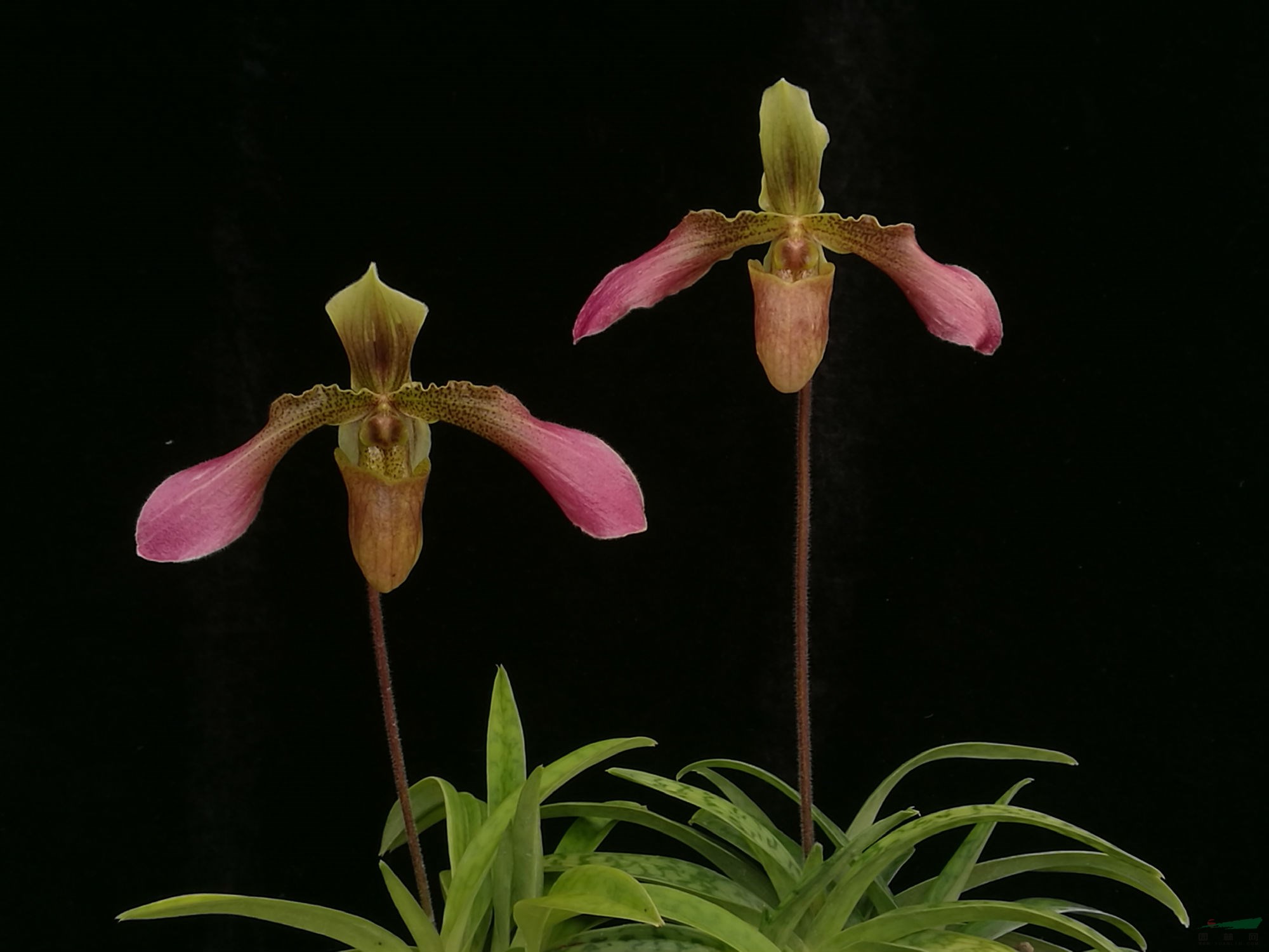 昆明植物所又添兜兰新品种