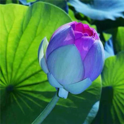 修行人静心修心莲花淡雅禅意图片头像(精选24张)