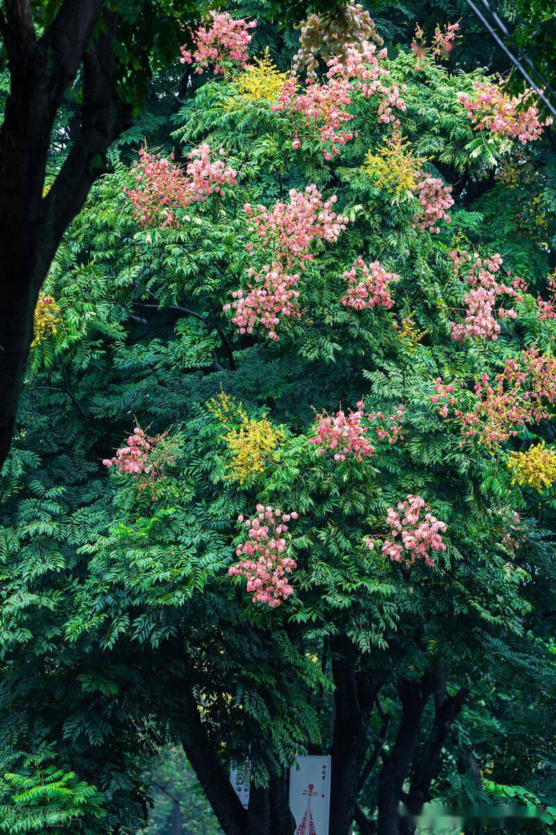 宁波镇街头黄山栾树开花,树上挂满串串灯笼,街头风景美不胜收