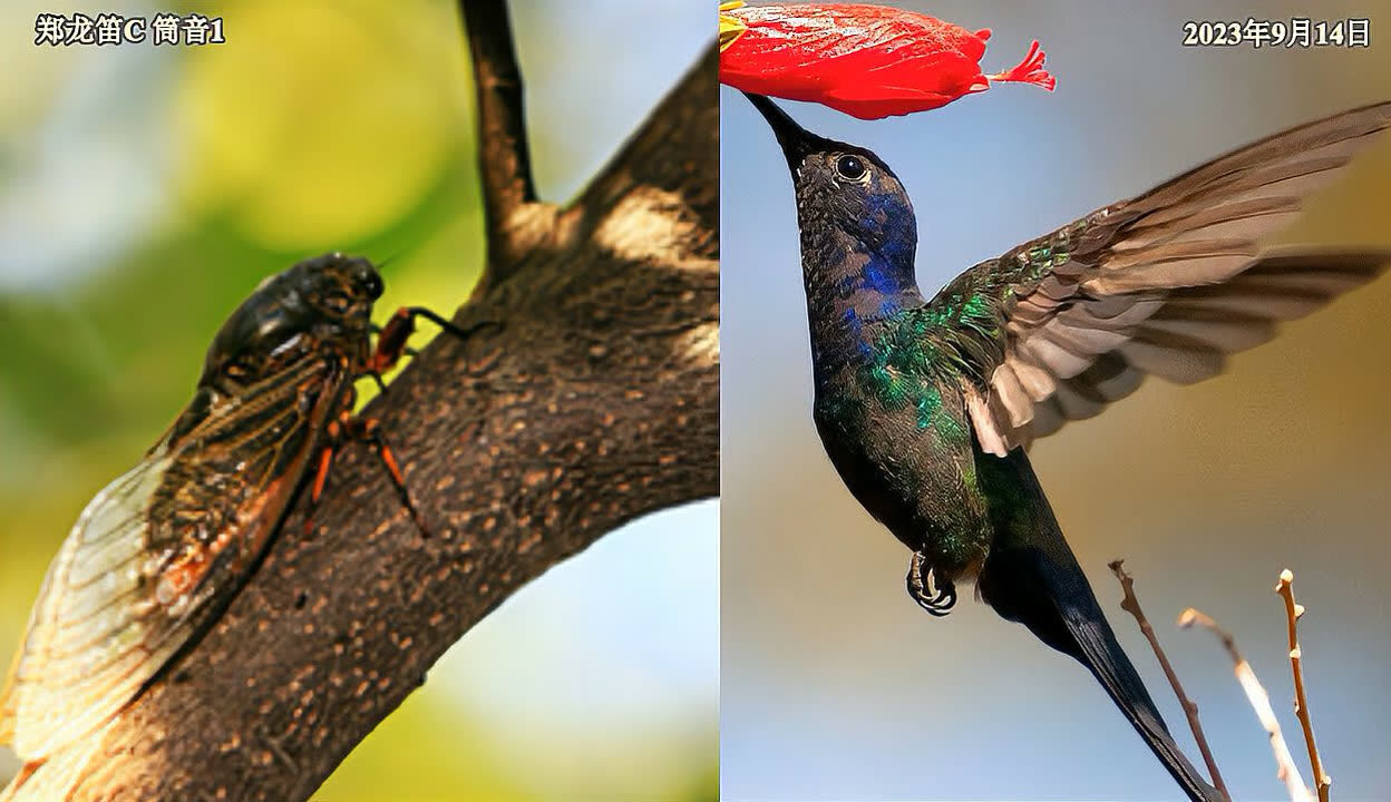 笛子演奏飞鸟和蝉