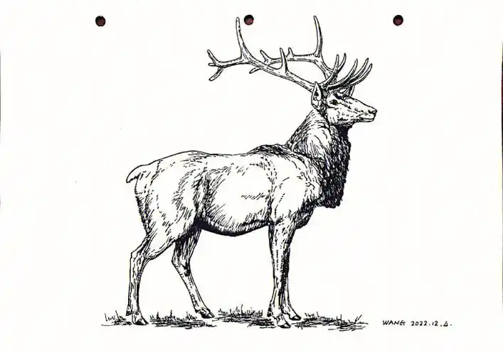 钢笔画练习麋鹿
