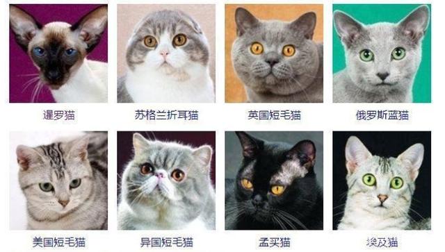 猫有哪些品种带图片名字