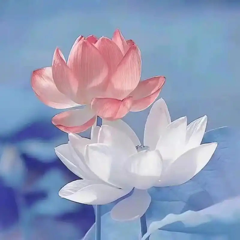 二十岁后的人生好像按了加快键 佛系90后最爱的头像 妈妈百 - 抖音