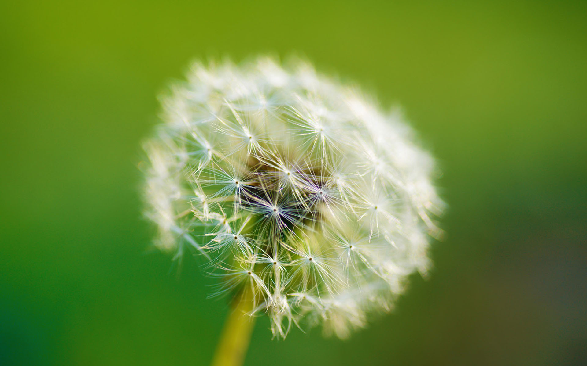 唯美好看的蒲公英摄影图片桌面壁纸