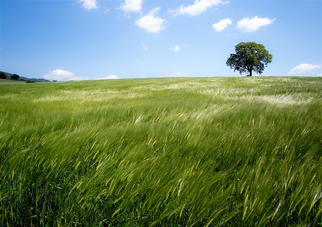 蓝天白云下的大树和草原高清图