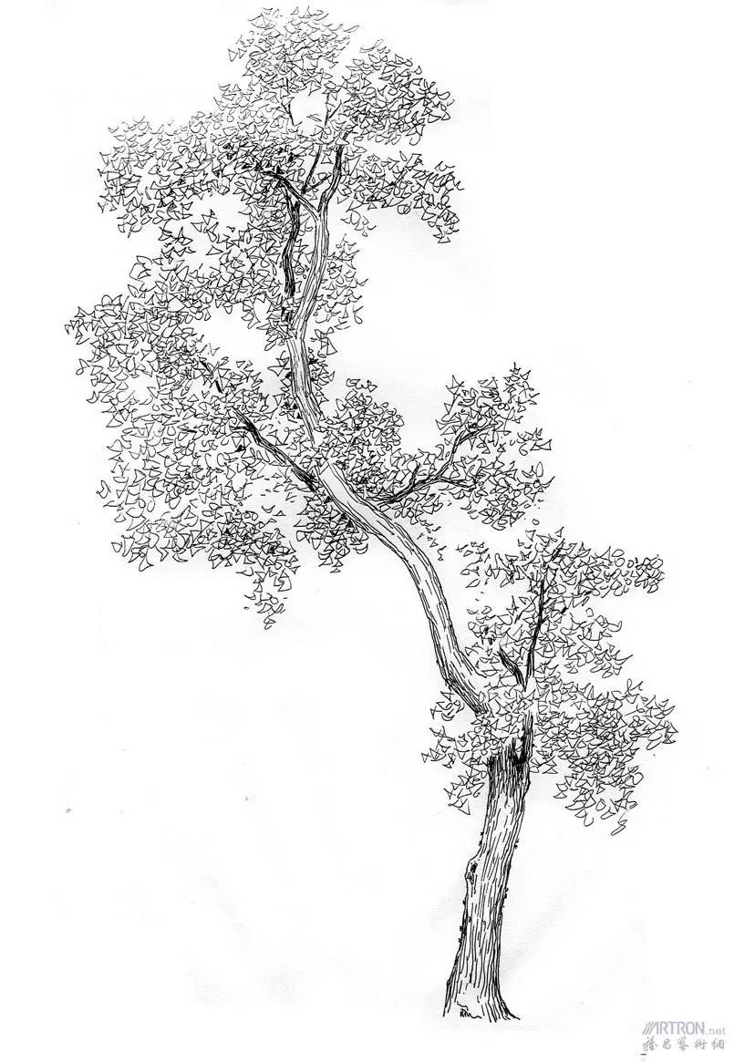 风景速写丨超简单的树木画法