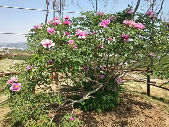 这里还有几株千年的牡丹树,这可是镇园之牡丹