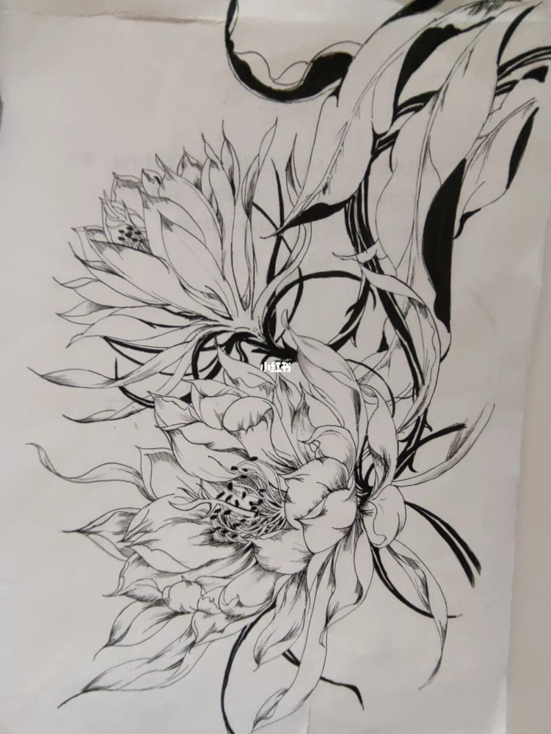 针管笔临摹昙花附过程