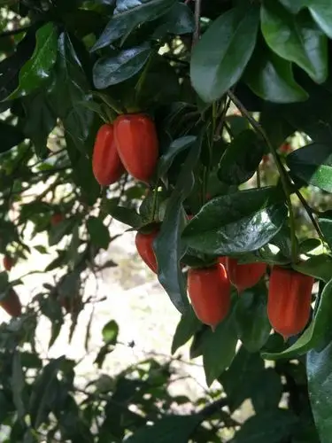 金弹子树是种富贵树,象征富贵,果子是金黄色的,十分耀眼