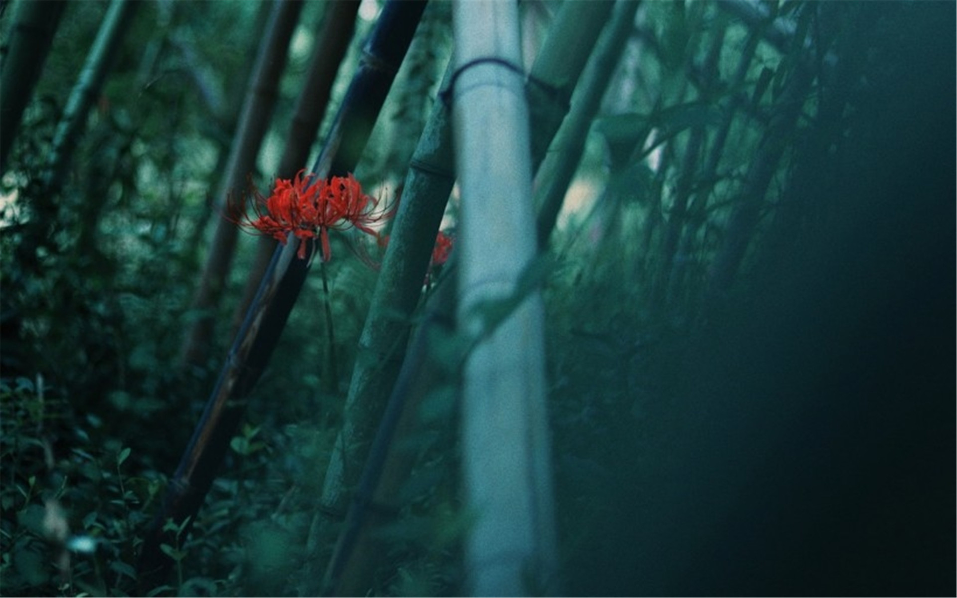 唯美彼岸花护眼高清桌面壁纸