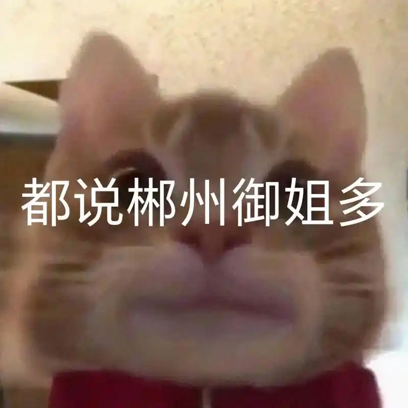 都说郴州御姐,在哪里#郴州 #御姐 #猫咪表情包 - 抖音