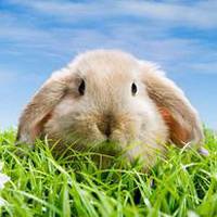 可爱兔子微信头像