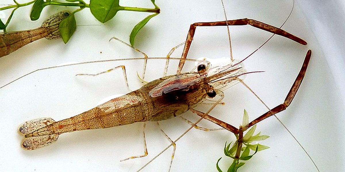 去养旅行青蛙,还不如搬只大缸来,养上几只可爱的河虾,来的有趣.