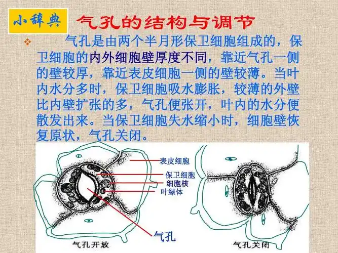 八年级生物课件:植物的蒸腾作用与植树造林ppt