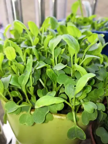 大部分青菜苗都长出了三四片叶子,终于开始变得像我们见过的青菜模样