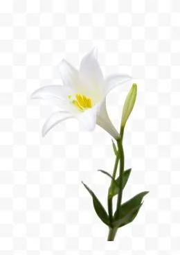 一朵白色百合花图片免费下载-一朵白色百合花素材-一朵白色百合花png