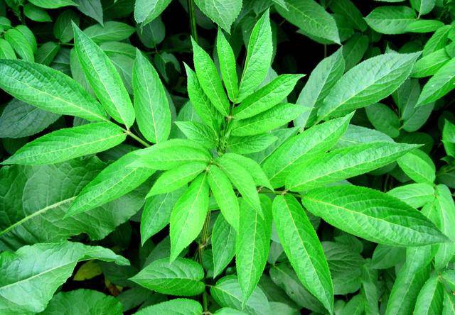 这种"接骨草"老一辈农村人都认识!能活血化瘀,专治跌打损伤!