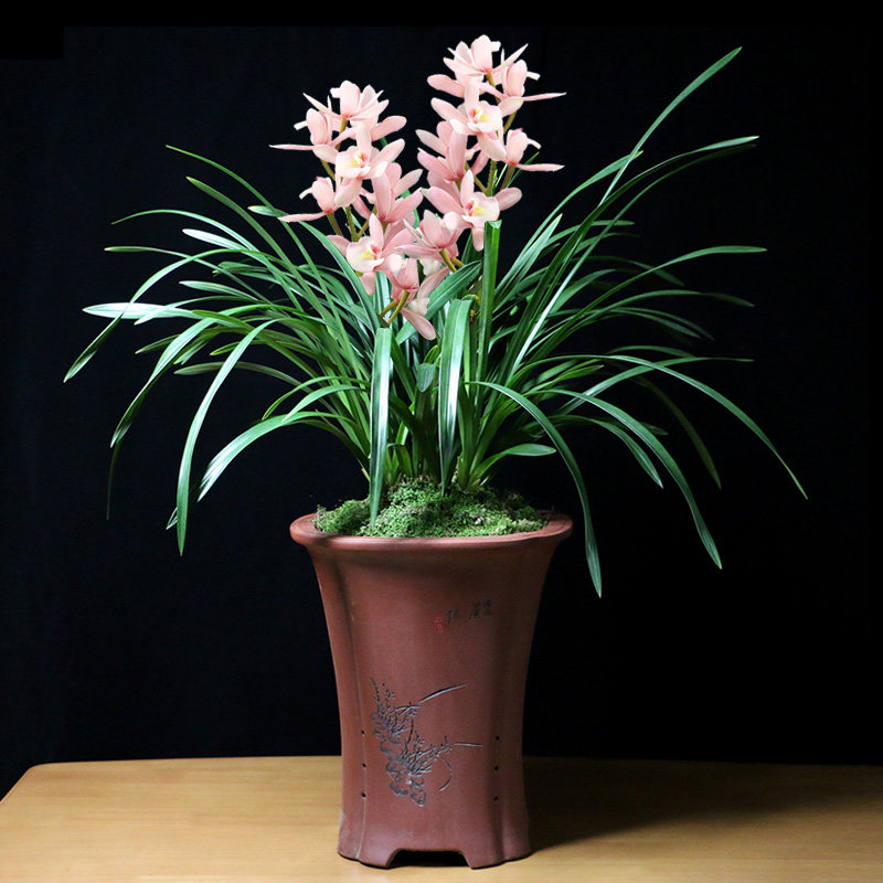 大花国兰雪玉浓香香型浪漫兰花盆栽花期秋冬时令草本花卉