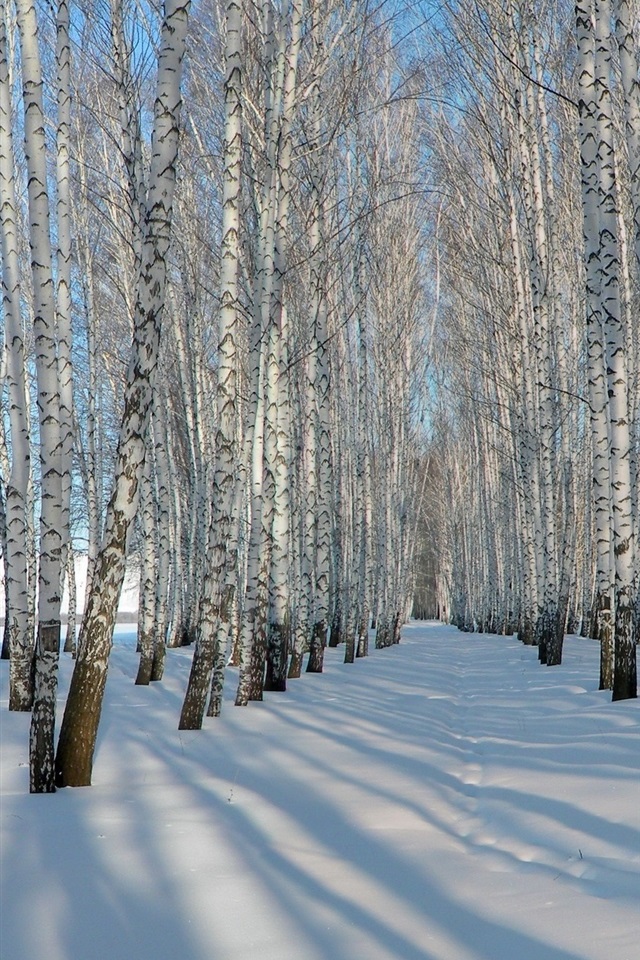 厚厚的雪,冬天,桦树